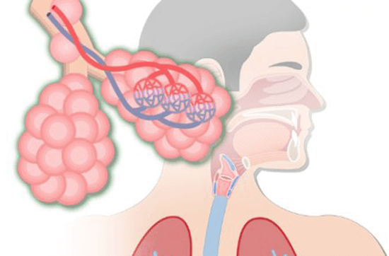 Alt Solunum Yolu Hastalıkları